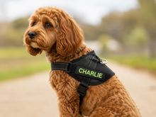Load image into Gallery viewer, Custom dog harness name patch example on harness Velcro panel